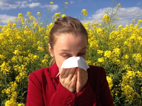 Pollen Allergie