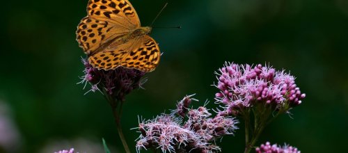 Schmetterling