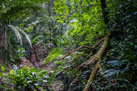 Amazonas