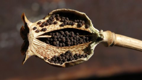 Schlafmohn geöffnete Kapsel